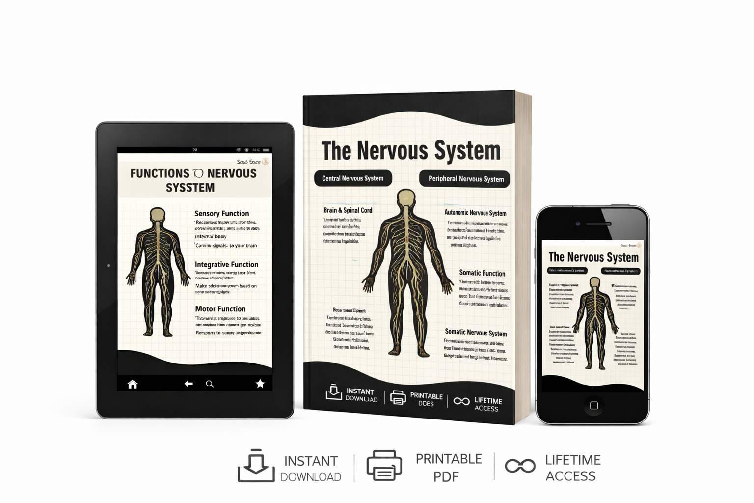 NERVOUS SYSTEM  REGULATION WORKBOOK